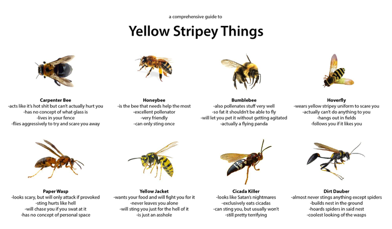 Illustration for article titled Yellow Stripey Insects :)